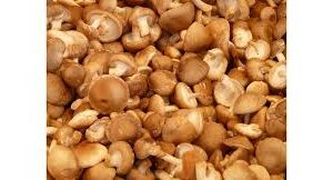 Shiitake gomba 1000g