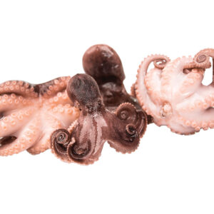 Bébi polip 20 40 20% glazúr