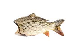 Ponty Egész fej nélkül